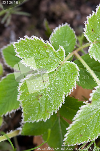 Image of fall leaves pattern with white rime border