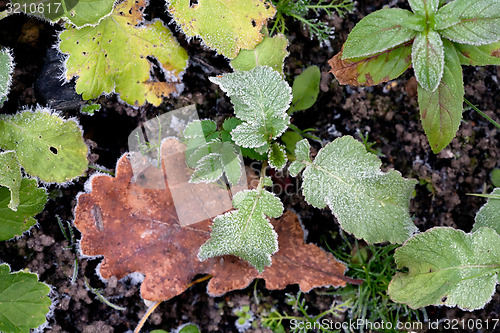 Image of autumn leaves and hoarfrost pattern