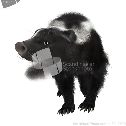 Image of Skunk