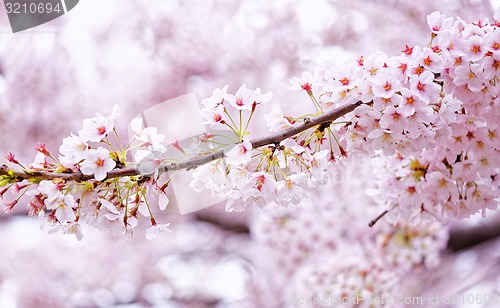 Image of Sakura blossom