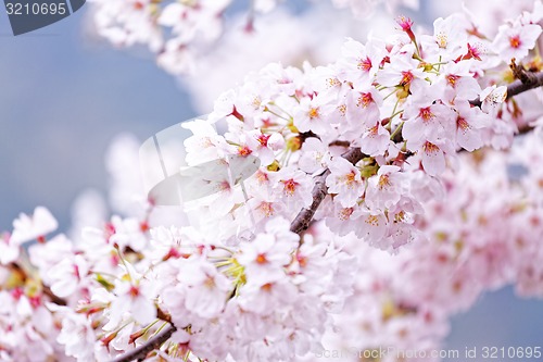 Image of Sakura blossom