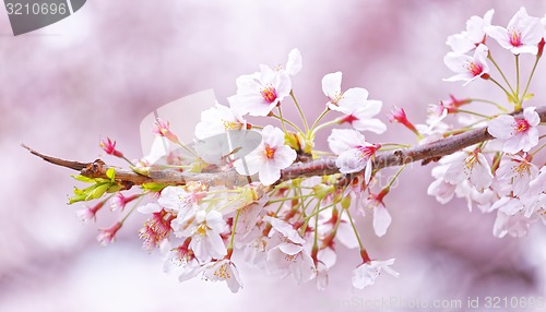 Image of Sakura blossom