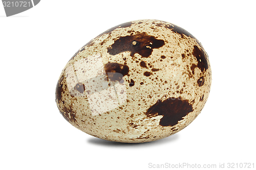 Image of Quail egg