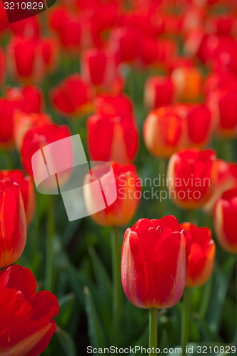 Image of colorful tulips field 