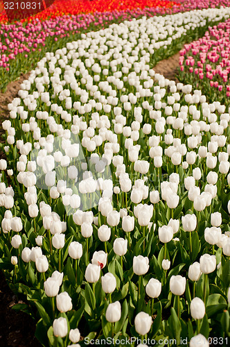 Image of colorful tulips field 