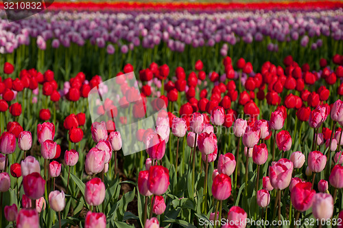 Image of colorful tulips field 