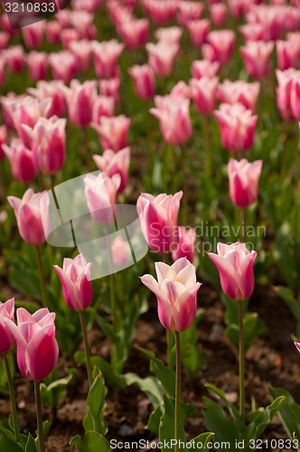 Image of colorful tulips field 