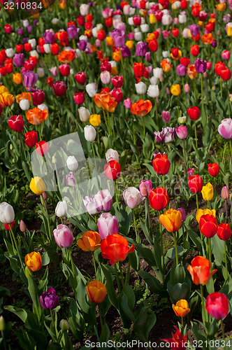 Image of colorful tulips field 