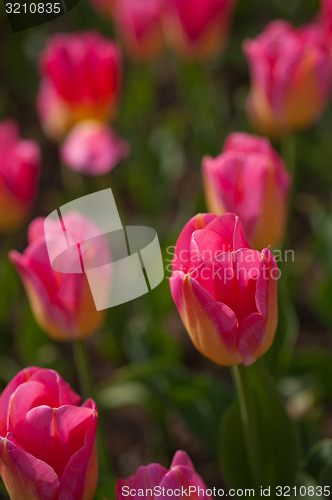 Image of colorful tulips field 