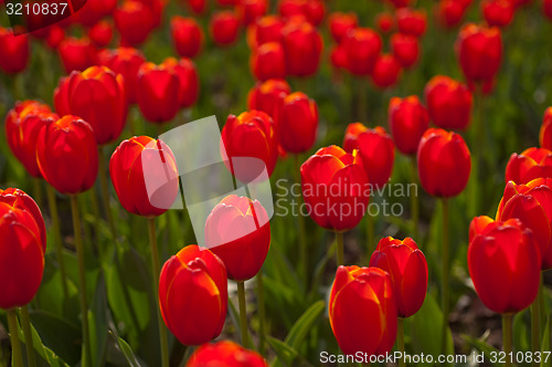 Image of colorful tulips field 
