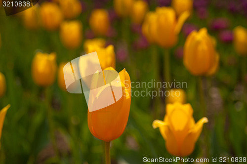 Image of colorful tulips field 