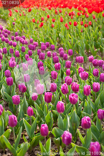 Image of colorful tulips field 