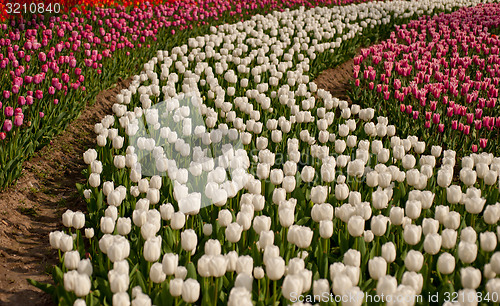 Image of colorful tulips field 