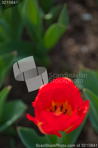 Image of colorful tulips field 