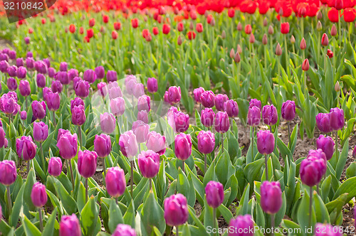 Image of colorful tulips field 