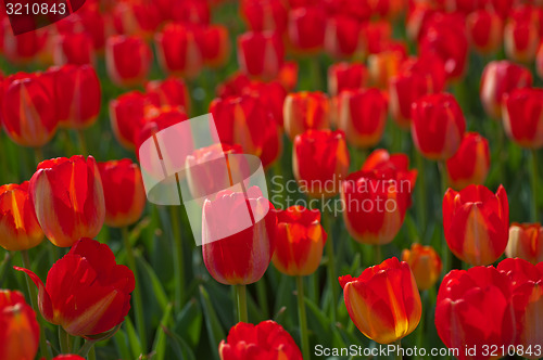 Image of colorful tulips field 