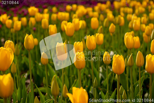 Image of colorful tulips field 