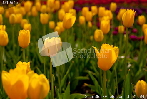 Image of colorful tulips field 