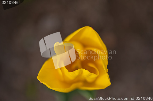 Image of colorful tulips field 