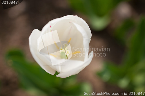 Image of colorful tulips field 
