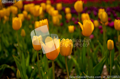 Image of colorful tulips field 