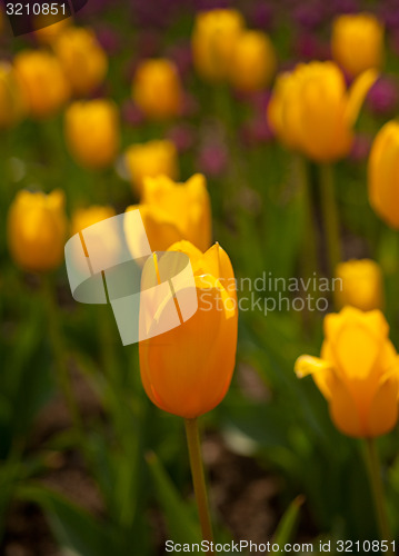 Image of colorful tulips field 
