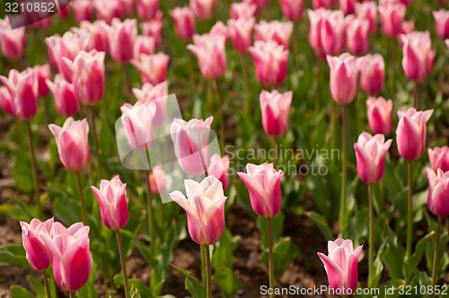 Image of colorful tulips field 