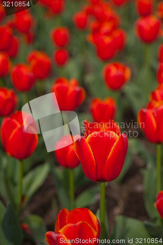 Image of colorful tulips field 