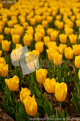 Image of colorful tulips field 