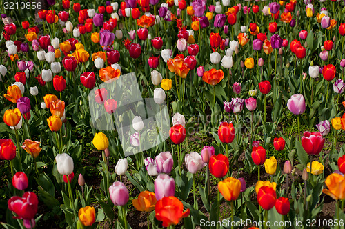 Image of colorful tulips field 