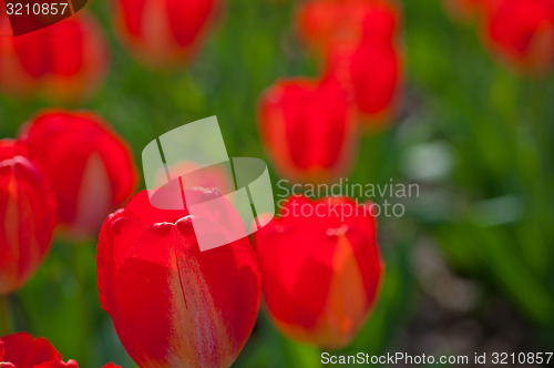 Image of colorful tulips field 