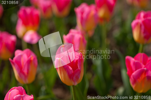 Image of colorful tulips field 