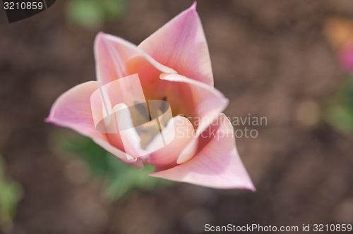 Image of colorful tulips field 