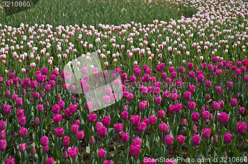 Image of colorful tulips field 