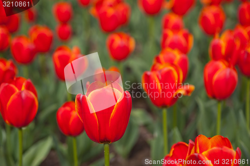 Image of colorful tulips field 