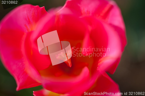 Image of colorful tulips field 