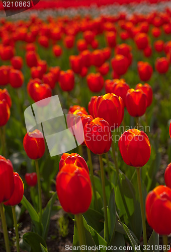 Image of colorful tulips field 