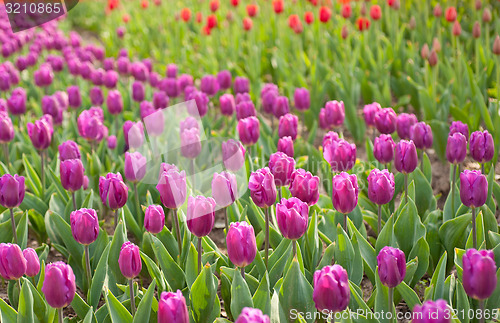 Image of colorful tulips field 