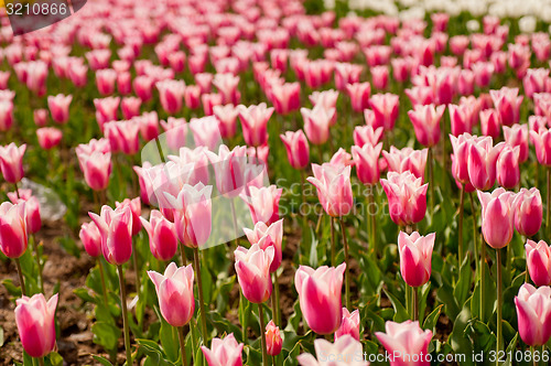 Image of colorful tulips field 