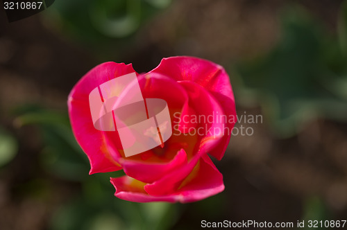 Image of colorful tulips field 
