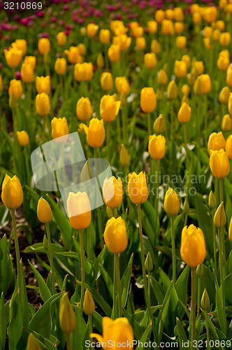 Image of colorful tulips field 