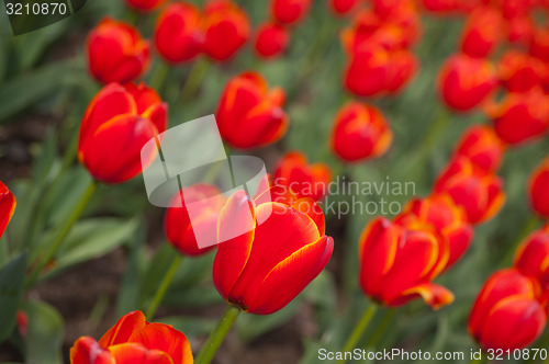 Image of colorful tulips field 