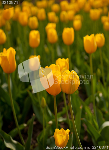 Image of colorful tulips field 