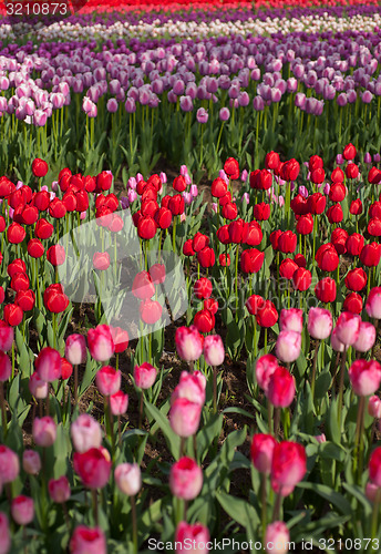 Image of colorful tulips field 