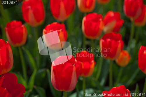 Image of colorful tulips field 