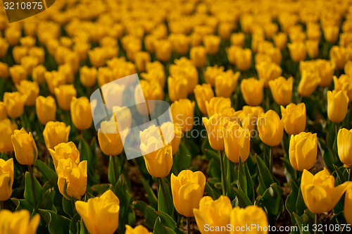 Image of colorful tulips field 