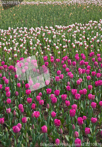 Image of colorful tulips field 