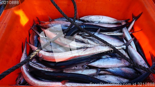 Image of Fresh fish in the orange box.