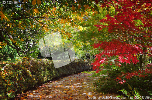 Image of Path in autumn filled with dappled light and colour
