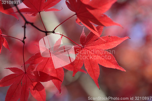 Image of Red maple leaves